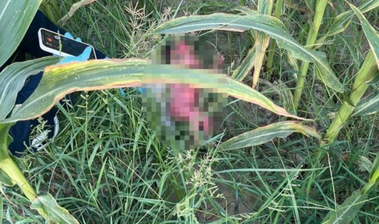 Mısır tarlasında yeni doğmuş bebek bulundu!  – Türkiye'den son dakika haberleri
