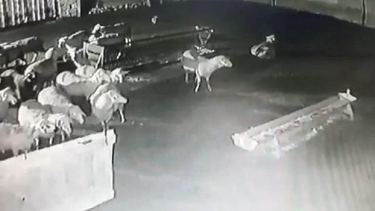 Tunceli'de bir kurt ağıla girerek 6 koyunu öldürdü.