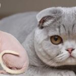 Hollanda, Scottish Fold ve Sphynx kedilerinin sahiplenilmesini yasakladı – Son Dakika Dünya Haberleri