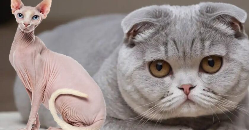 Hollanda, Scottish Fold ve Sphynx kedilerinin sahiplenilmesini yasakladı – Son Dakika Dünya Haberleri
