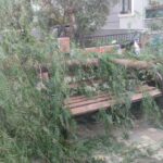 İzmir’de devrilen ağacın altında kalan 2 kişi yaralandı
