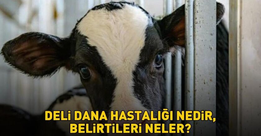 Deli dana hastalığı nasıl bulaşır? Ankaradan sonra Boluda da ortaya çıktı! Deli dana hastalığı nedir, belirtileri neler?