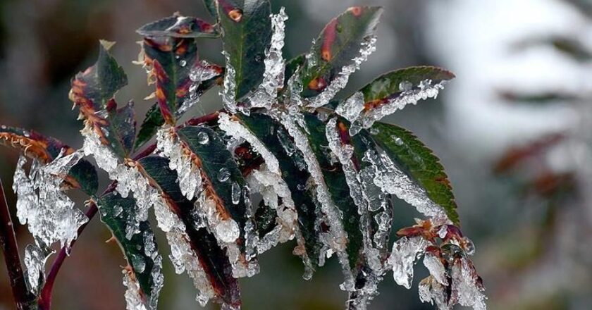 Tarım Üreticilerine 22,9 Milyar Lira Destek Müjdesi